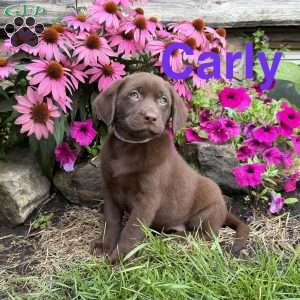Carly, Chocolate Labrador Retriever Puppy